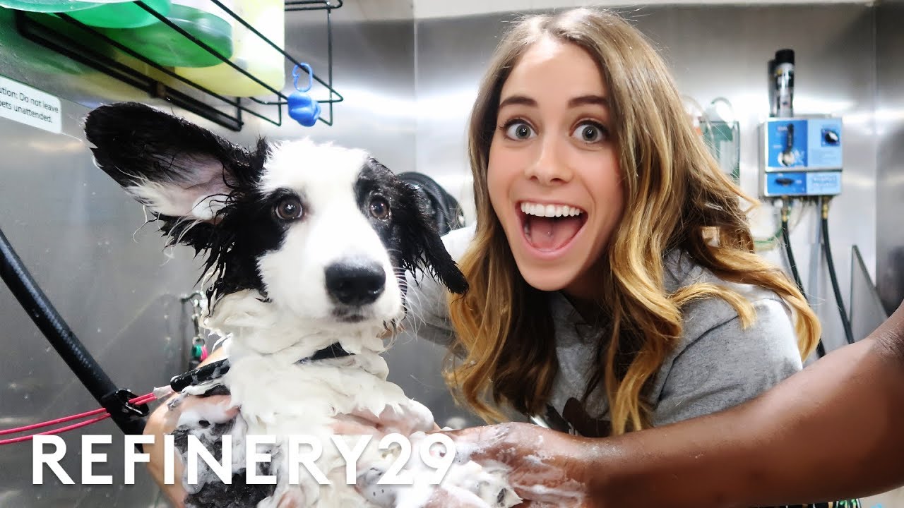 I Learned How To Be A Professional Dog Groomer | Lucie For Hire | Refinery29