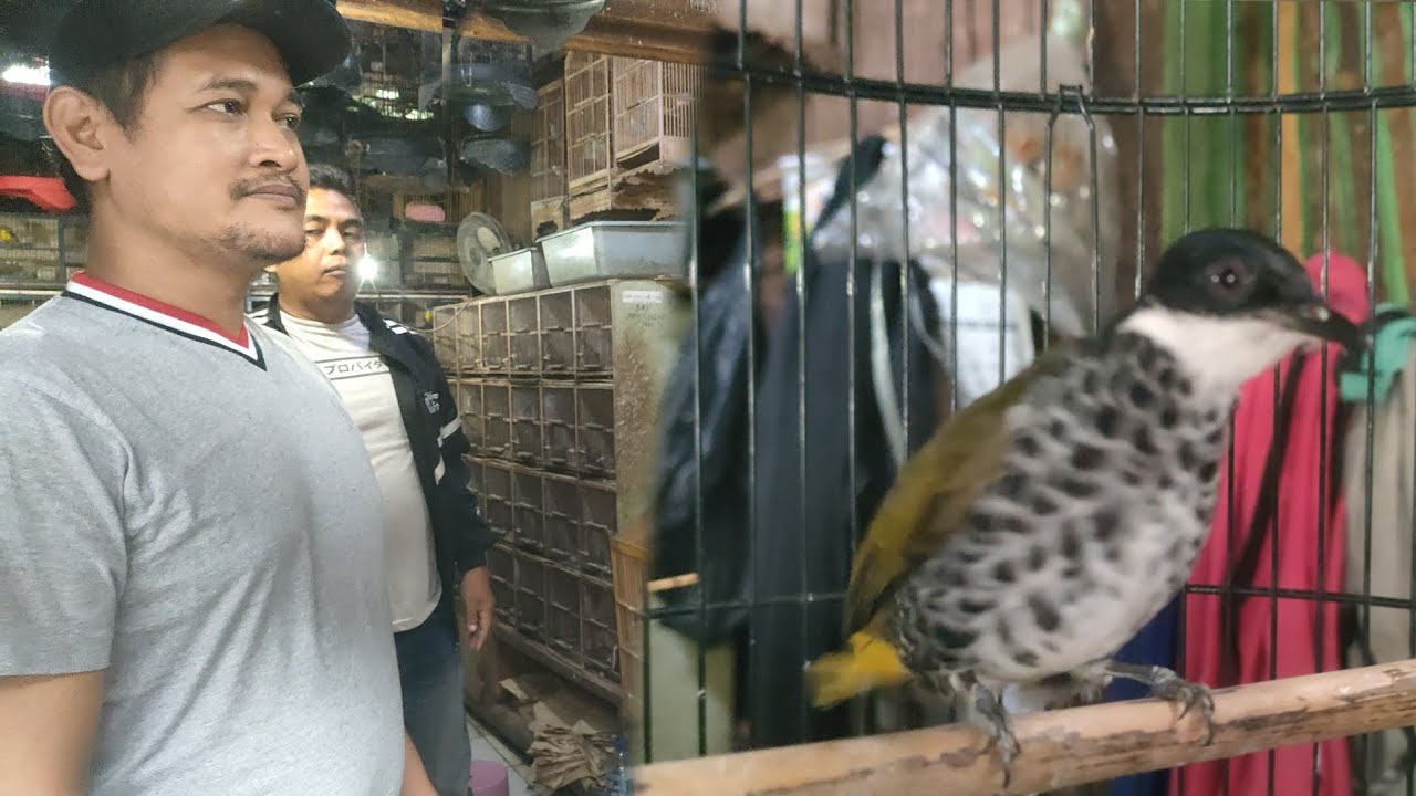 BANYAK BURUNG RAWATAN YANG UNIK ²