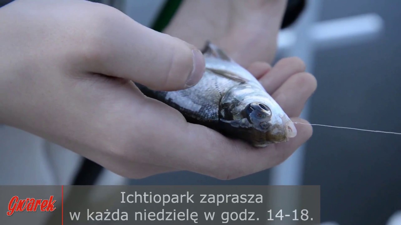 Zaproszenie do Ichtioparku - Kalety