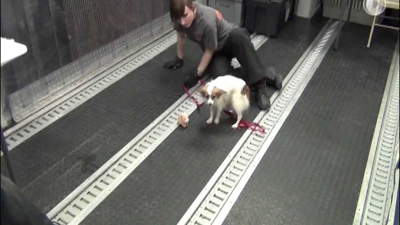 ASPCA Rescued this Dog from a Kentucky Puppy Mill