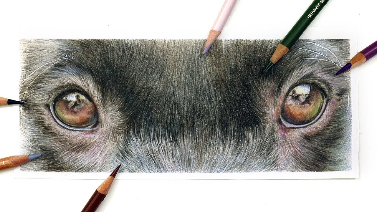 How To Draw Dog's Eyes with Coloured Pencil | Drawing Tutorial