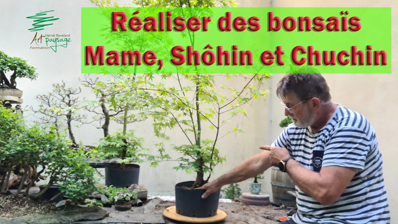 Technique pour réaliser des #bonsaï Mame, Shôhin, Chuchin et bouturage sur Acer palmatum.  partie 1