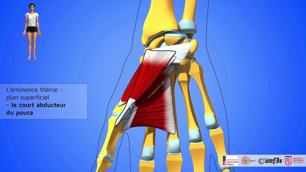 Les muscles de la main. Présentation et rapports.