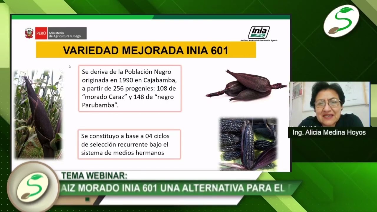 SEDIR: Maíz Morado INIA 601, una alternativa para el desarrollo