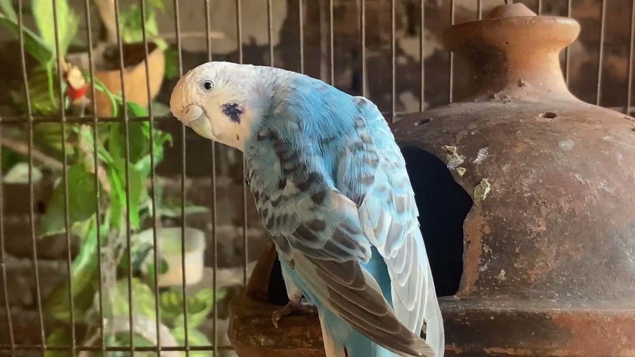 Heartwarming Moment: Male Budgie Guarding His Nest While Female Incubates Eggs 🥚🦜