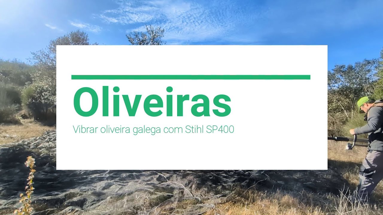 Azeitona | Vibrar oliveira com Stihl SP400