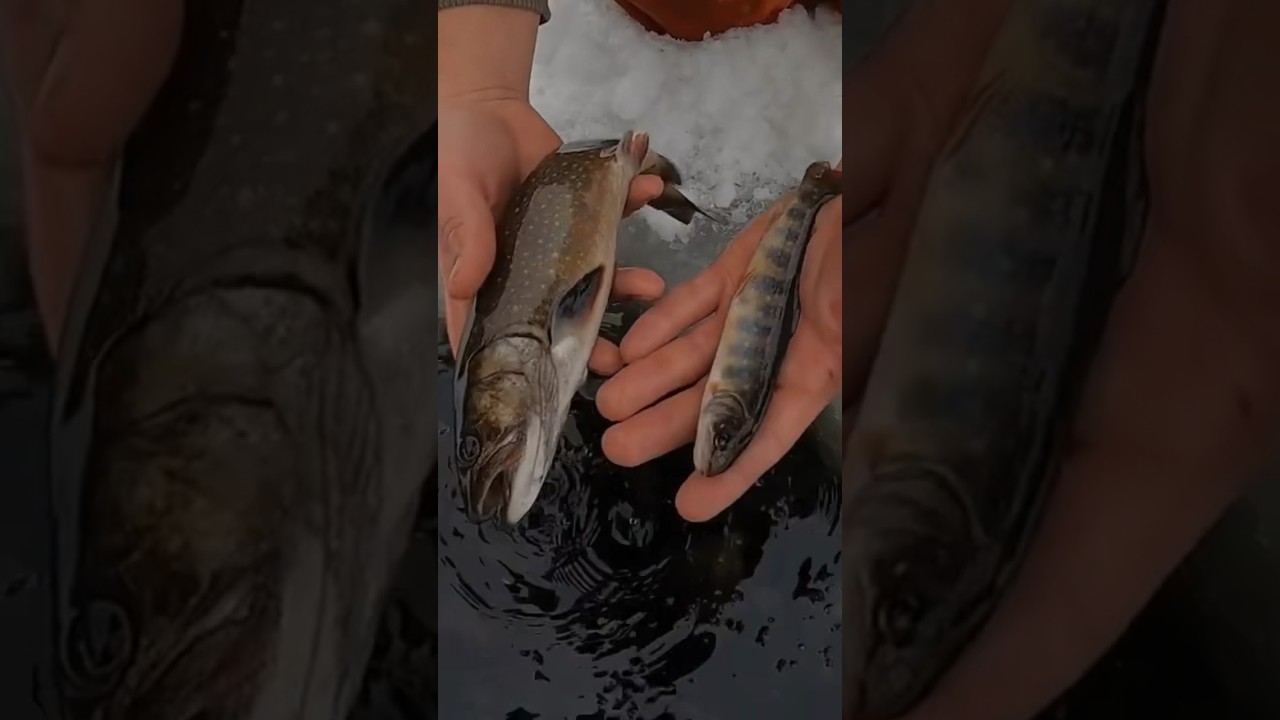 Stocked trout year class size comparison #icefishing #trout #stockedtrout