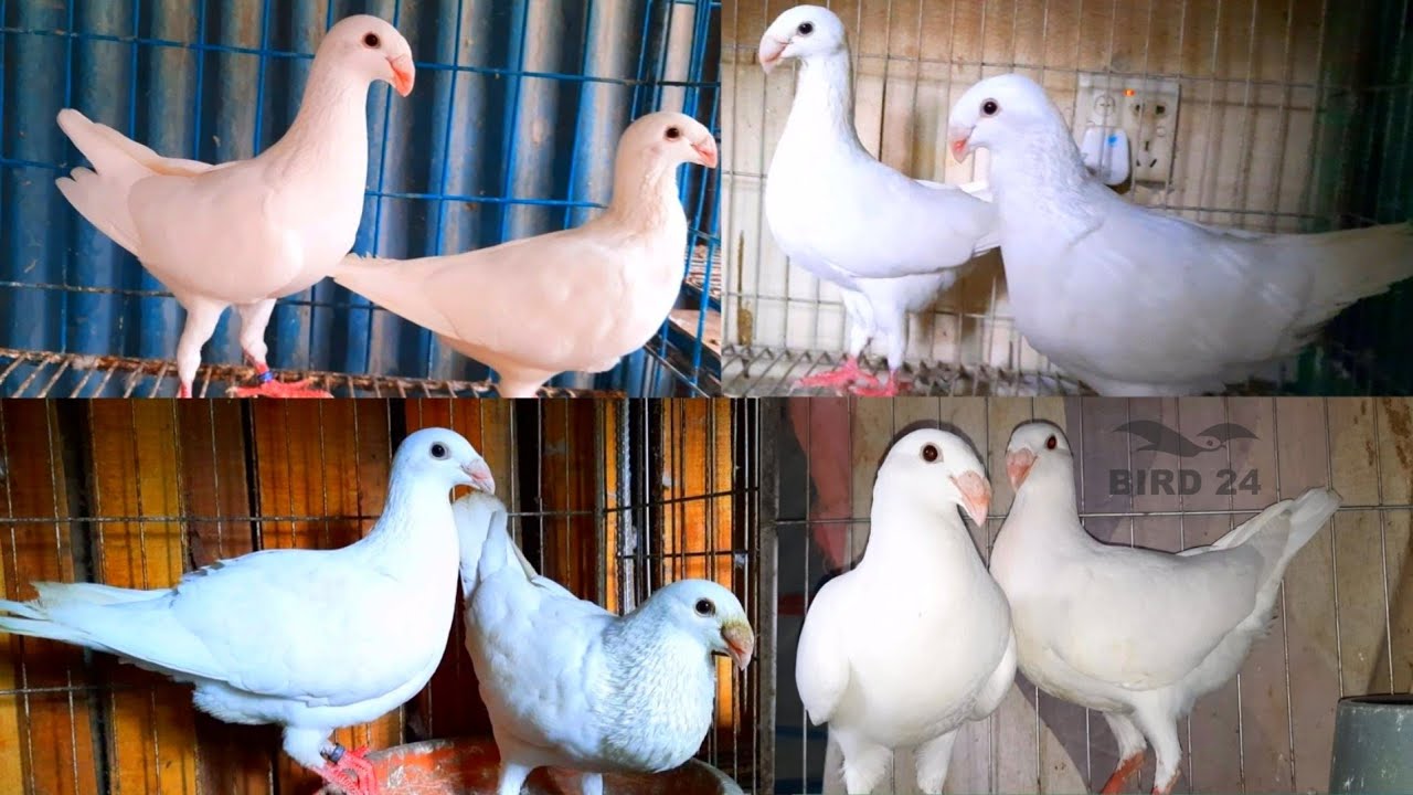 Top 10 Pigeons | World unique amazing pigeon videos | Best quality fancy pigeon breeds
