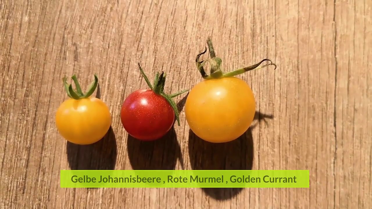 Wildtomaten
