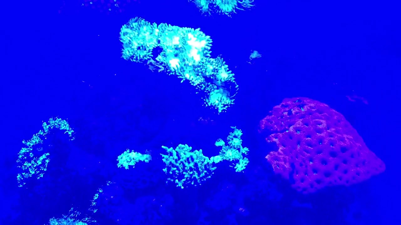 Red slime algae is poisonous