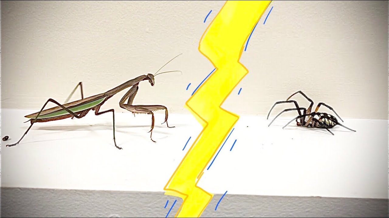 Praying Mantis VS HUGE Garden Spider