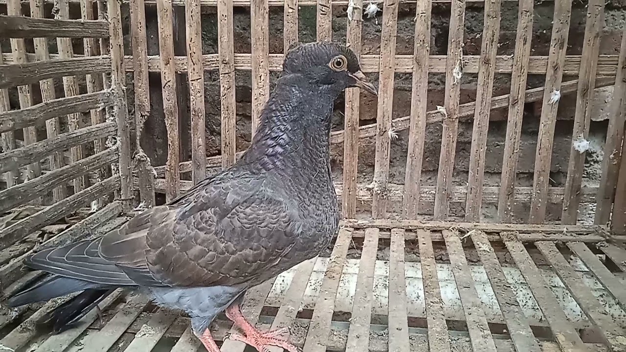 TERNAK BURUNG MERPATI DI LAHAN SEMPIT