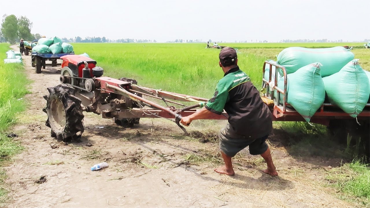 Tractor transport Rice across mud , គោយន្តដឹកស្រូវច្រើនឆ្លង់កាត់ភក់