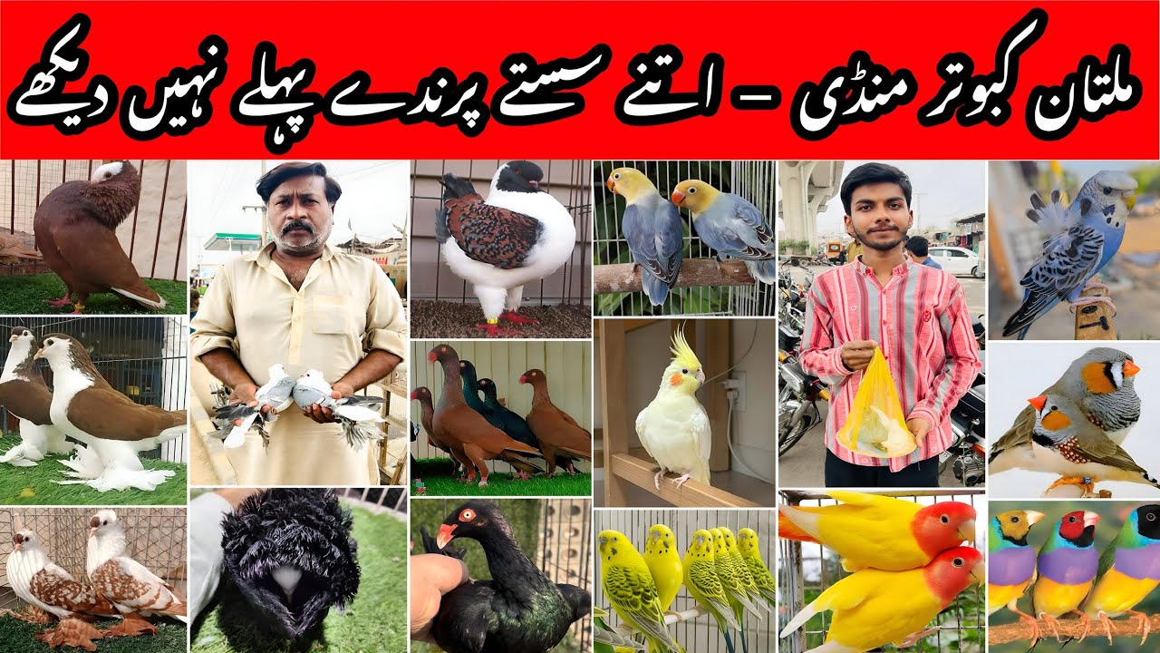 Multan Kabooter Mandi | Parrots & Pigeons | Cheap Market