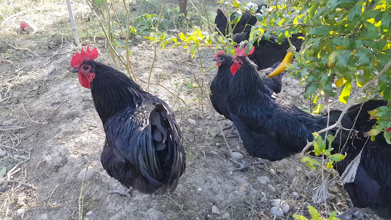 Australorp tavuklarımız