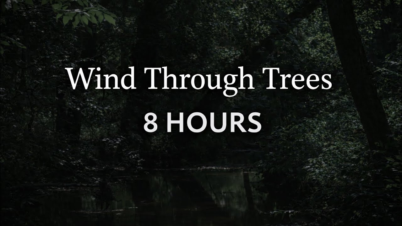 Wind Through Trees for Deep Sleep | 8 Hours | Night Forest Ambience
