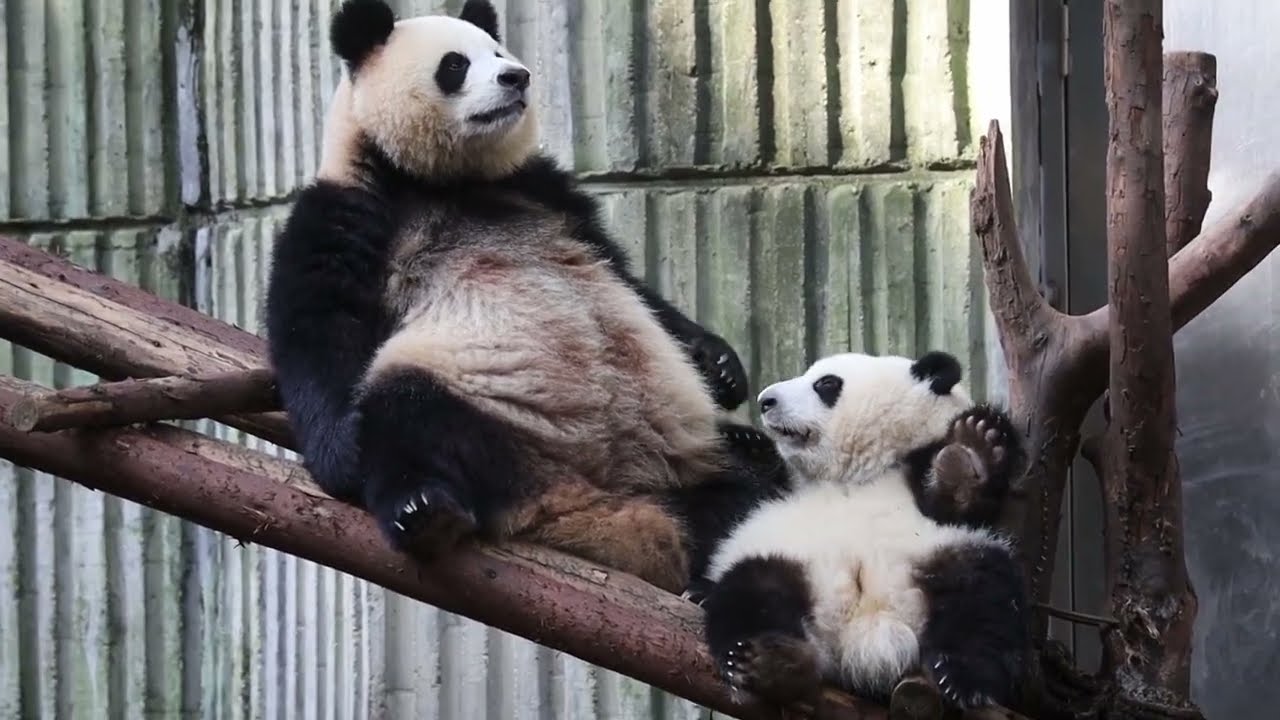 【パンダ和花、园润】養母と娘の間の幸せで甘い瞬間。