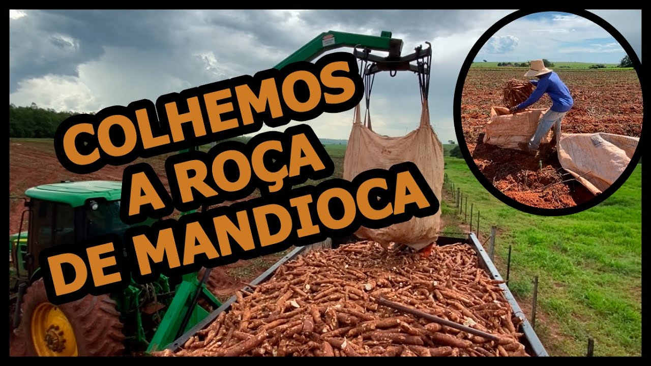 ARRANCANDO ROÇA DE MANDIOCA | Dever cumprido!!!