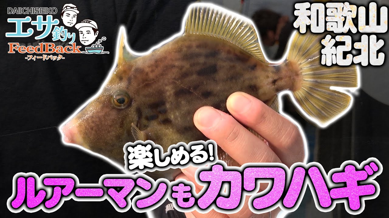 イカメタルっぽいしルアーマンも簡単にカワハギ釣りチャレンジ出来ます