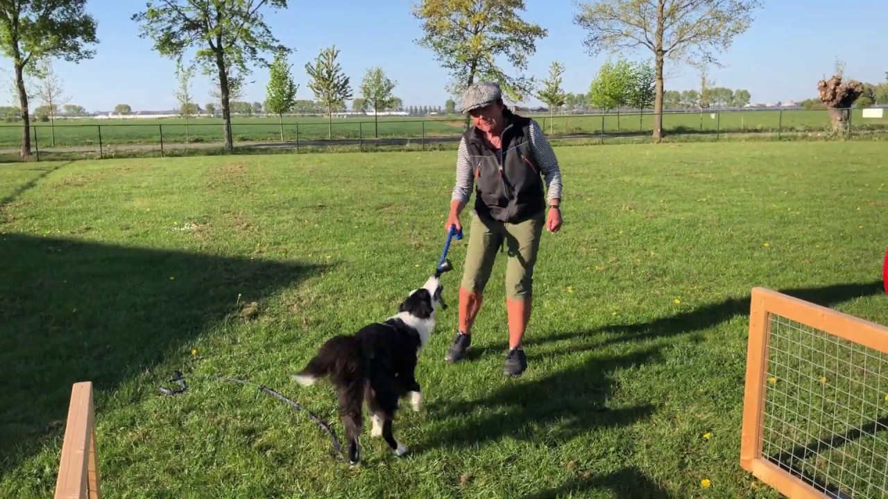 85 Hoe leer je jouw hond  om zijn speeltje met jou te delen?
