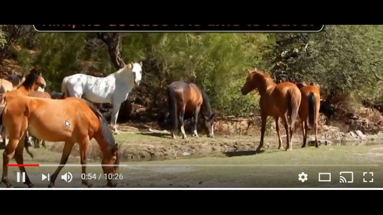 Salt River Wild Herd Natural Horse Behavior Dominance Hierarchy & Understanding Horse Language