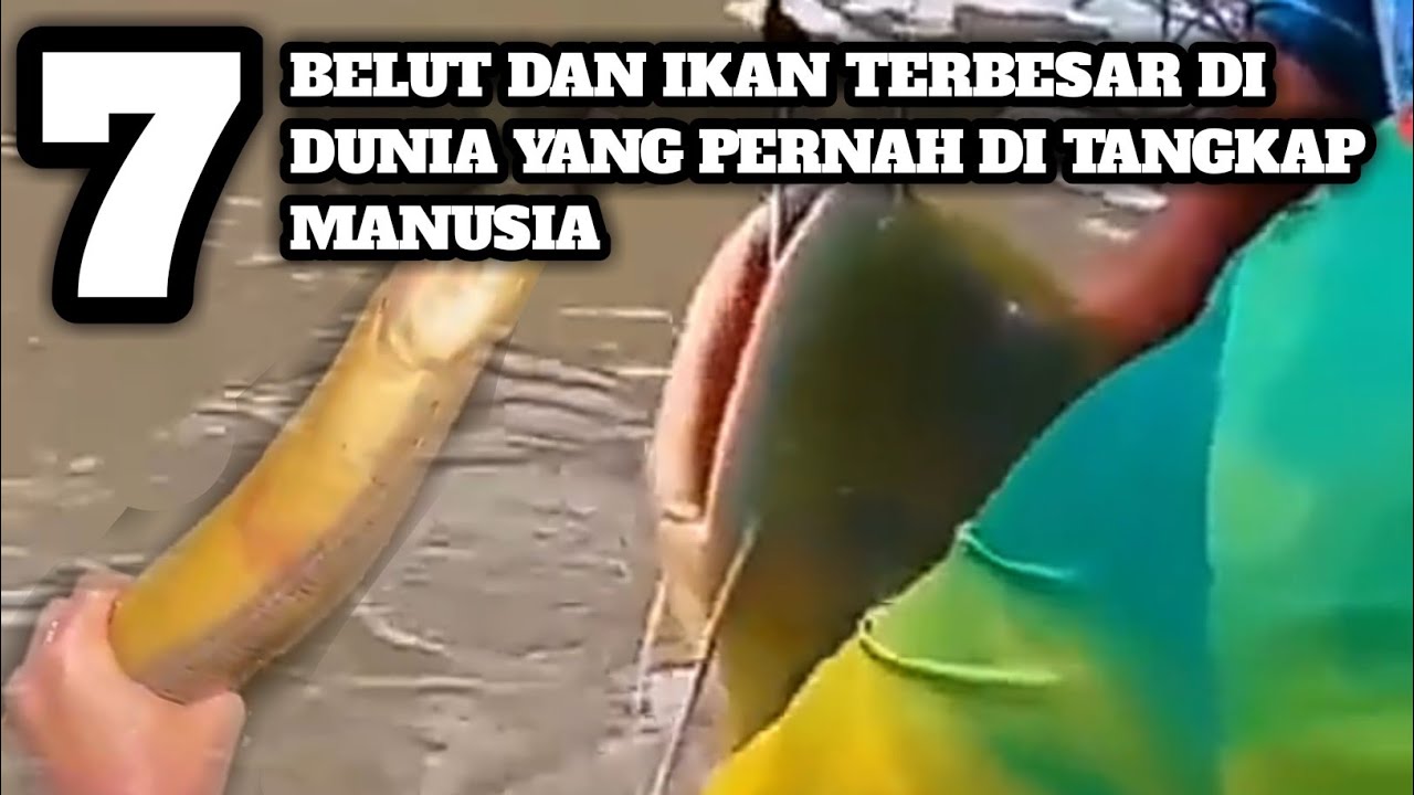 7 Mancing ikan dan belut terbesar di dunia (fishing for eels and fish)