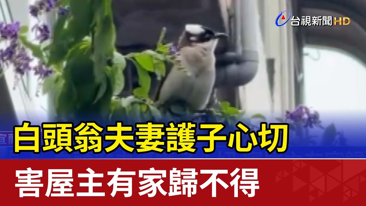 白頭翁夫妻護子心切 害屋主有家歸不得