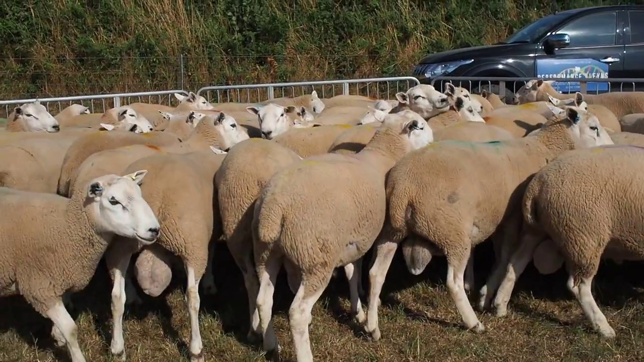 Lleyn rams for sale 2018.