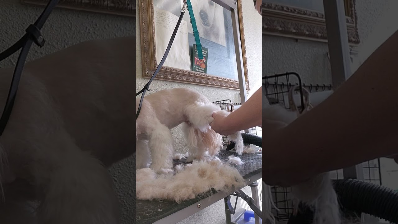 Grooming Daisy