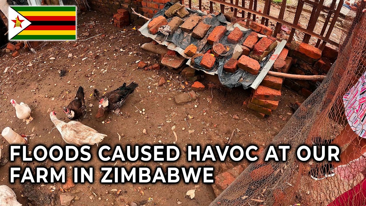 Floods in Harare affected our Farm animals and Residents // Episode 12 Vlog