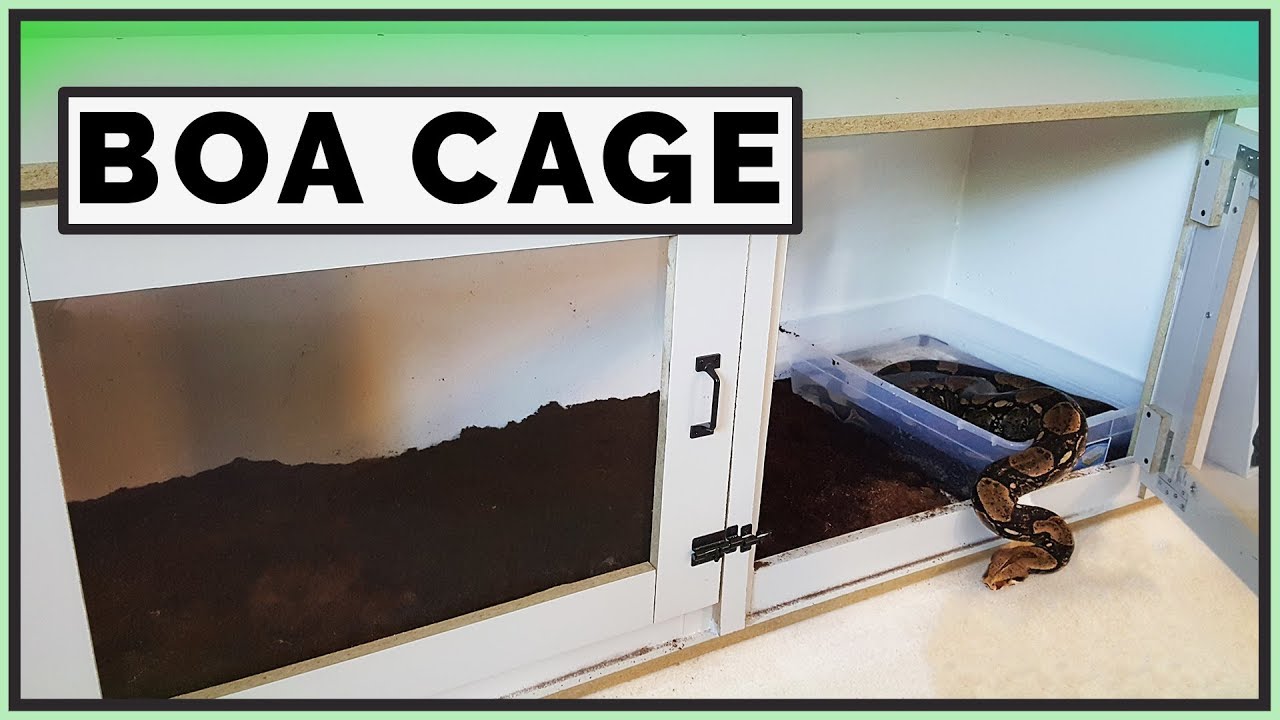 Building a DIY Boa Constrictor Enclosure!
