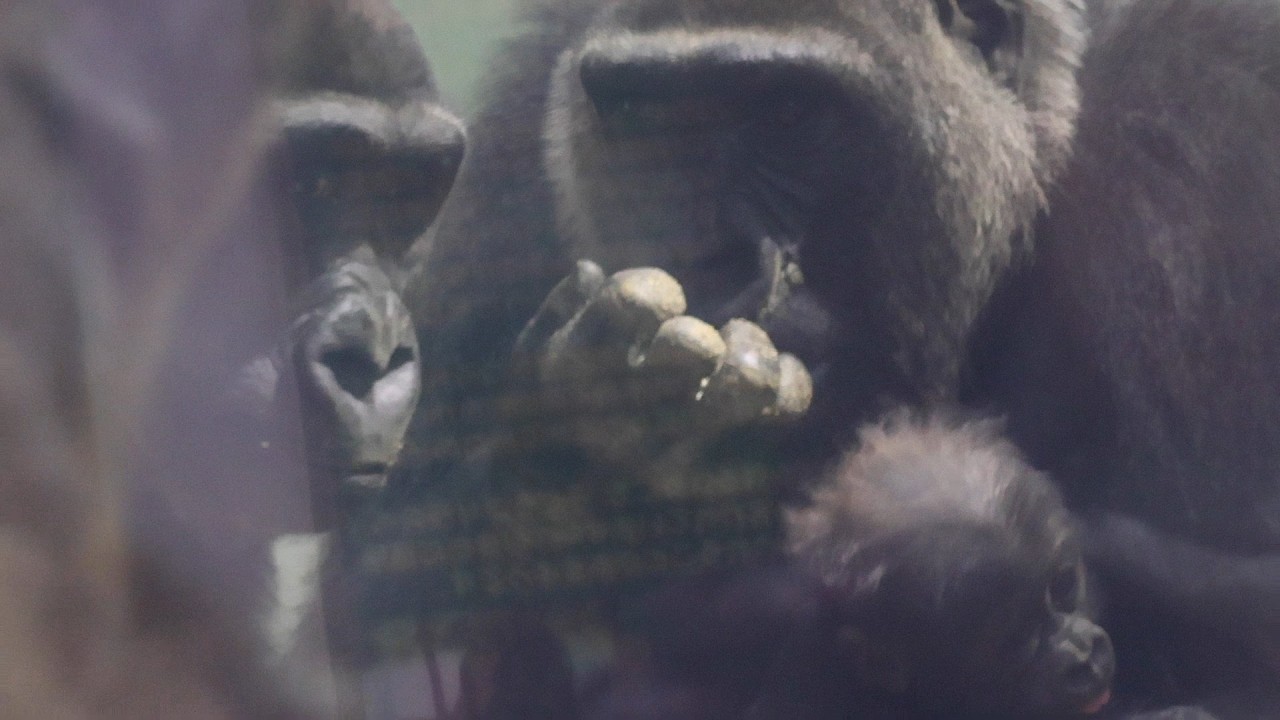 目線の先は気になる相手か？キンタロウ＆ゲンキ｜京都市動物園｜撮影日2026.3.4｜【きょうのゴリラ】