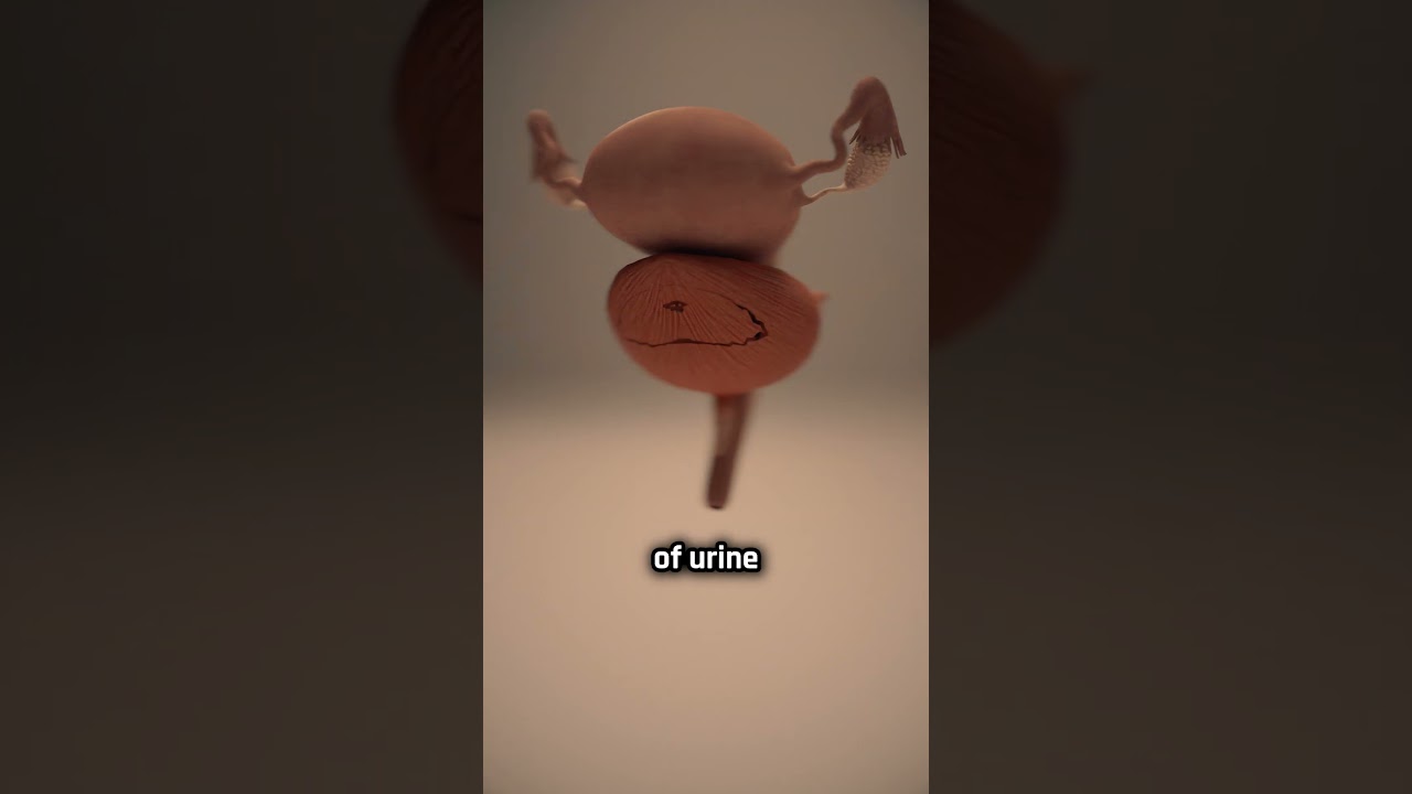 Women vs Men Bladder Size 🤔