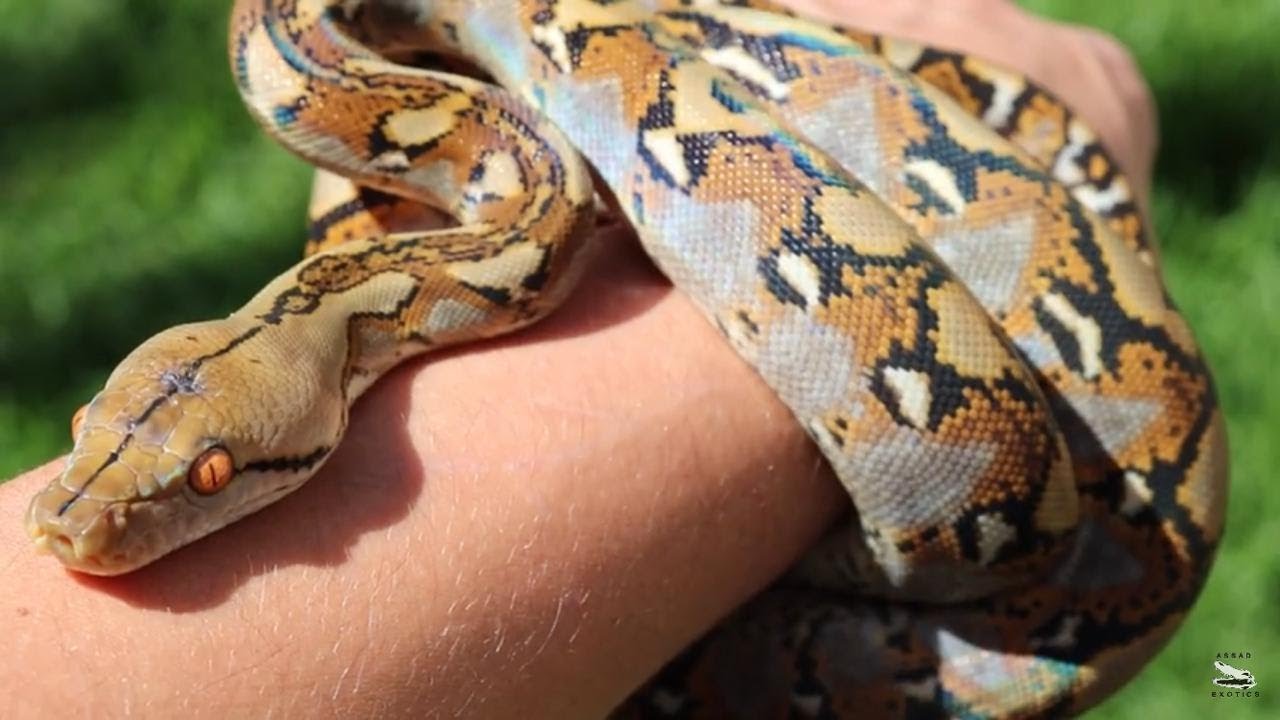 Sacando Mi Pitón Reticulado Al Sol