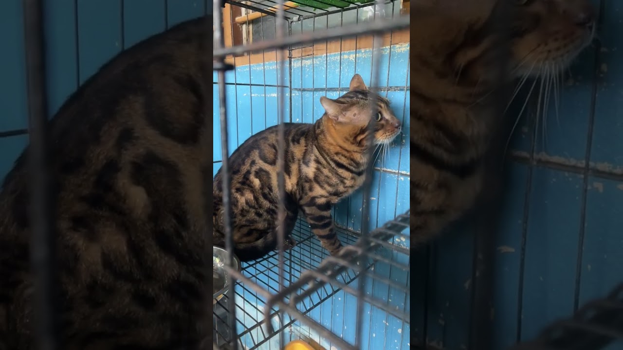 Selain jadi supir,jadi bapaknya kucing