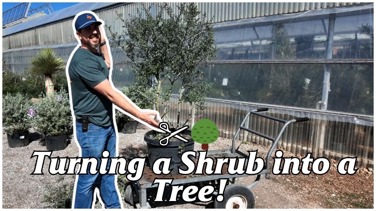 ✂️🌳 Turning a Shrub into a Tree!