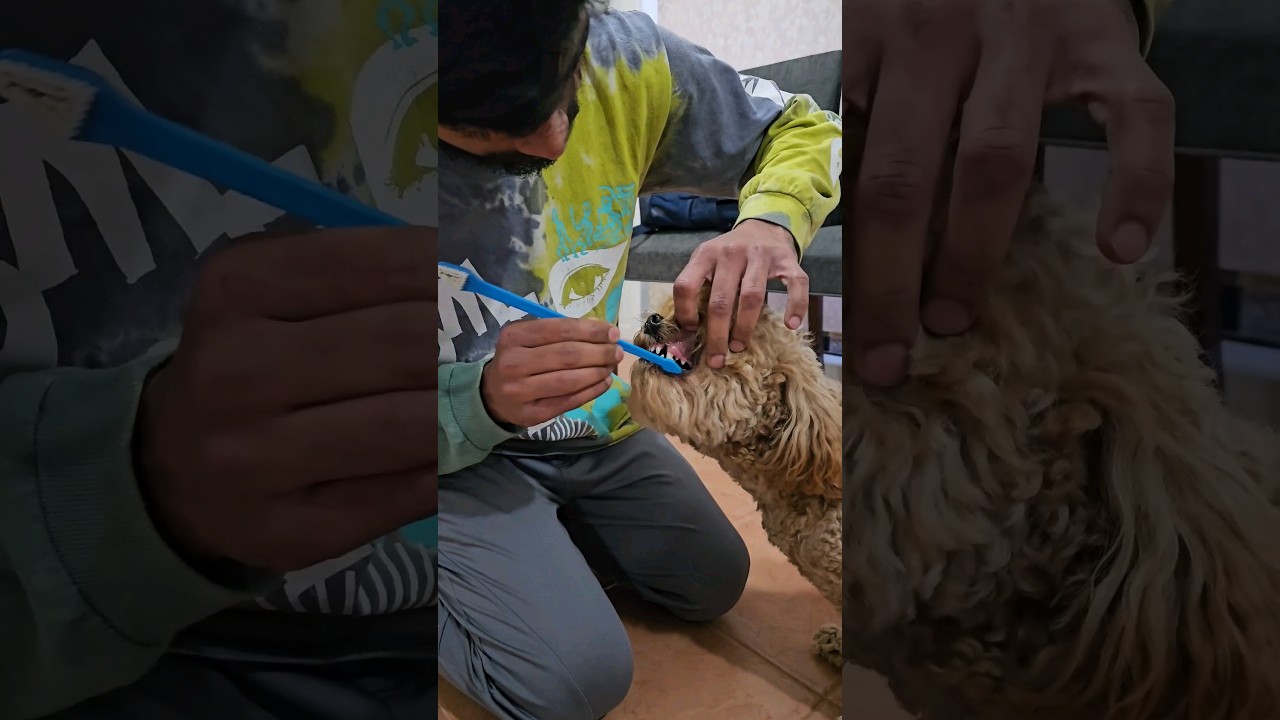 Dog school ki ready chesthunna || Telugu vlogs || Ikada Ela With Goutham  #shorts