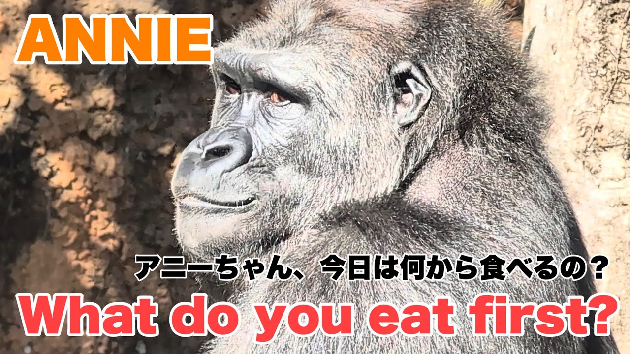 アニーちゃん、今日は何から食べるの？【What do you eat first today, Annie?】(Annie & Gentaro) 2026.01.22