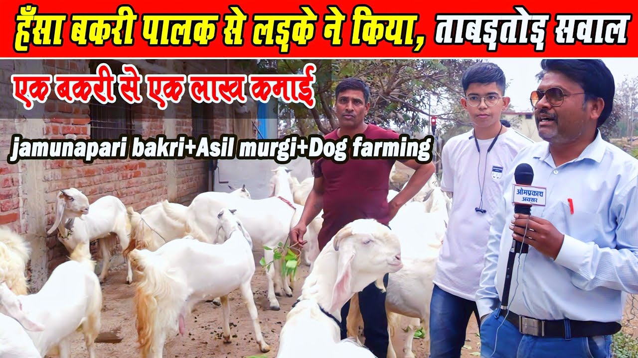 Jamunapri Hansa Bakri। जमुनापरी हंसा बकरी पालन में जबरदस्त कमाई। Jamunapari Goat+Murgi+ Dog Farming