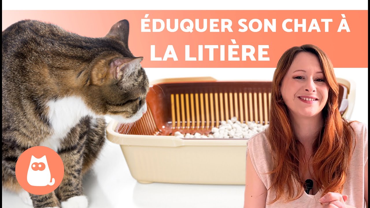 Pourquoi mon chat fait caca hors du bac à litière ? 🐈💩 (CAUSES et SOLUTIONS)