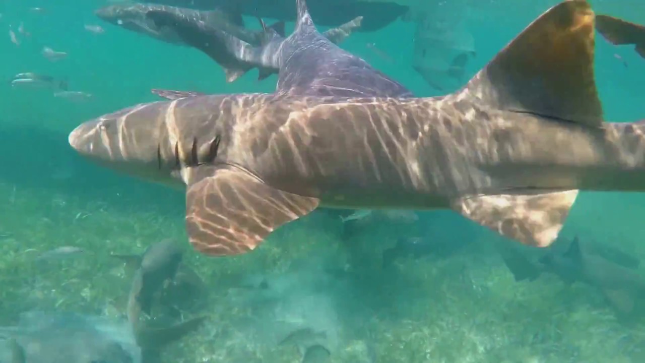 Exploring the Silk Cayes, Belize