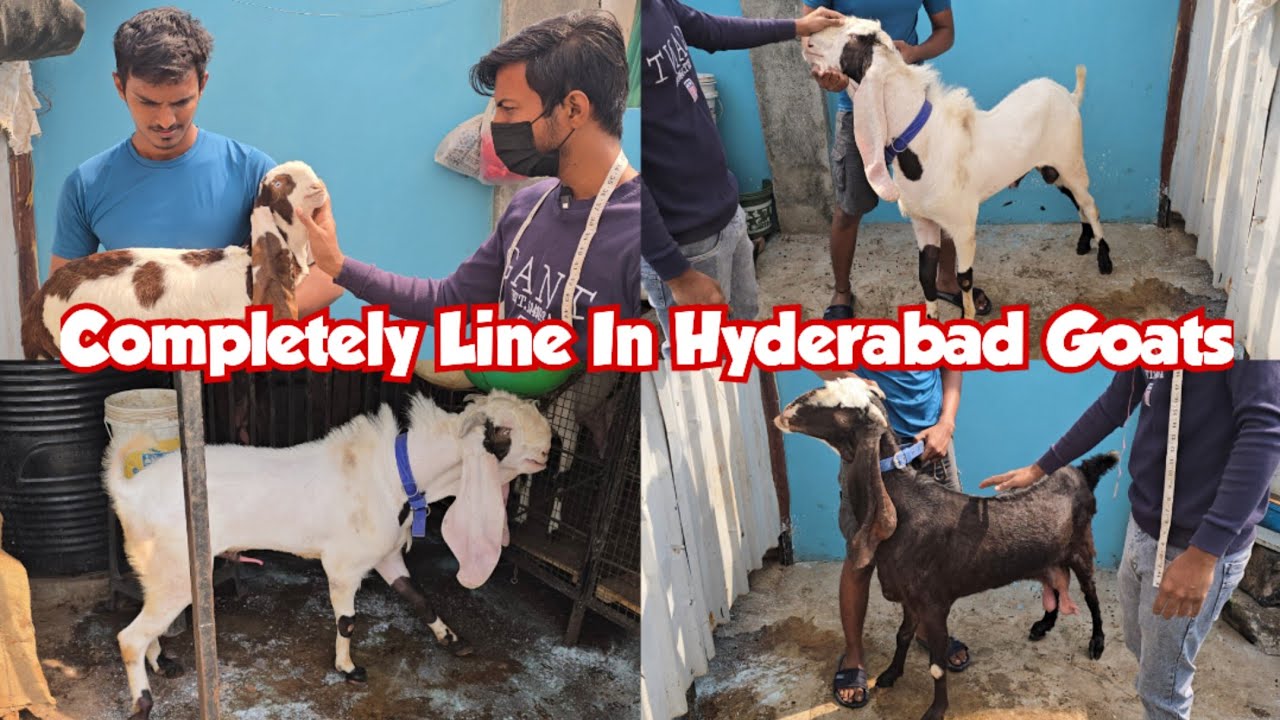 Top Quality Complete Breedline Hyderabadi Goat's Available In Dabeerpura | Hyderabadi Goats Kids