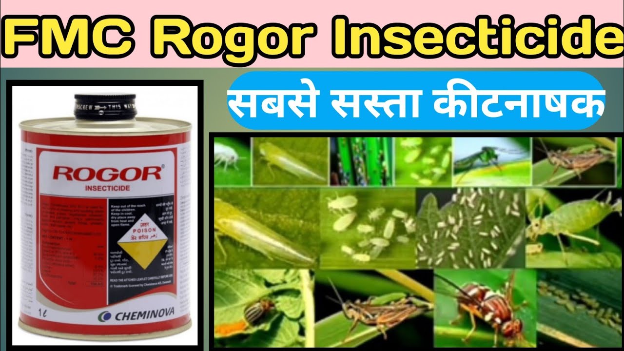 fmc rogor insecticide। dimethoet 30%ec। best insecticide । white fly control। red might ki dawa