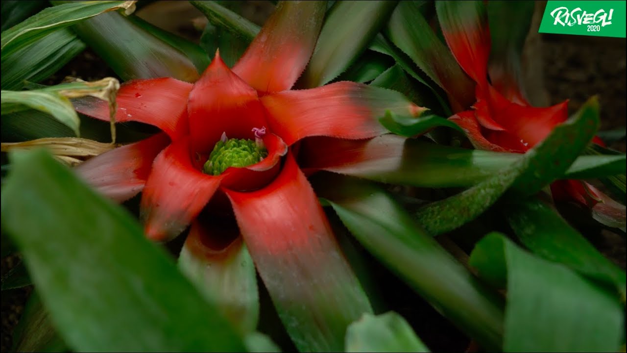 Il mondo delle orchidee