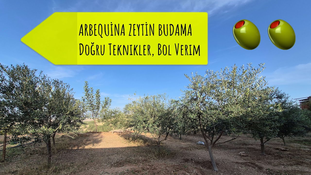 BEKLENAN AN ARBEQUİNA BUDAMASI BÖLÜM:7