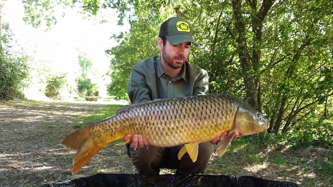 PECHE DE LA CARPE  l'etang de la Foye (79) septembre 2019
