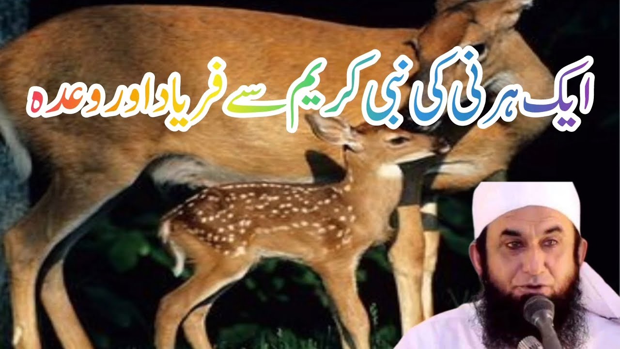 Deer And Prophet Muhammad[ایک ہرنی اور نبی کریم کا واقعہ]