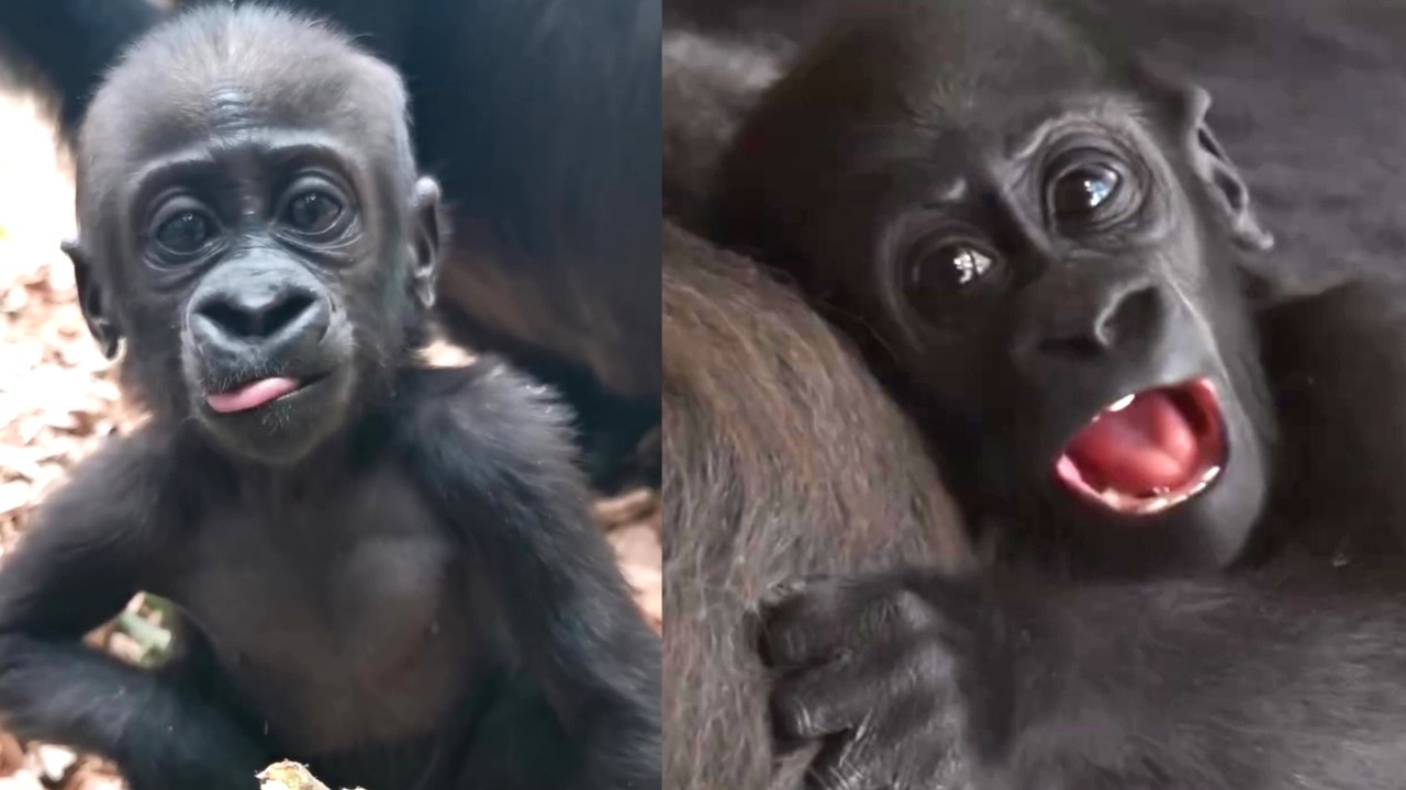 Juno Turns One! Highlights from Her First Year at London Zoo