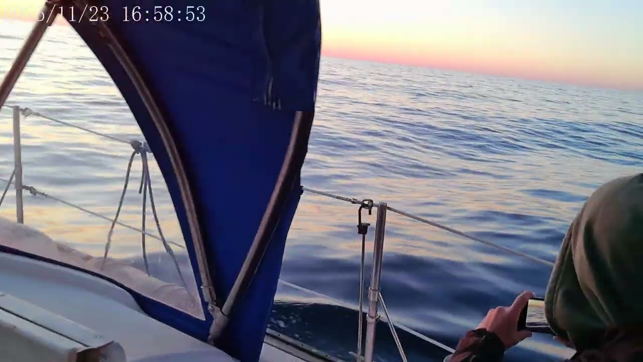 Dolphins at Sunset Atlantic Ocean