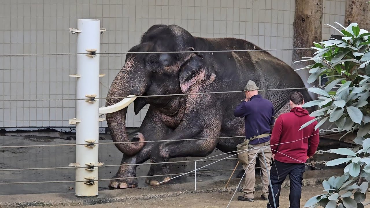 Elefant Gajandra macht sein Training 🐘 #tierparkhellabrunn #elefant #elefantenalltag